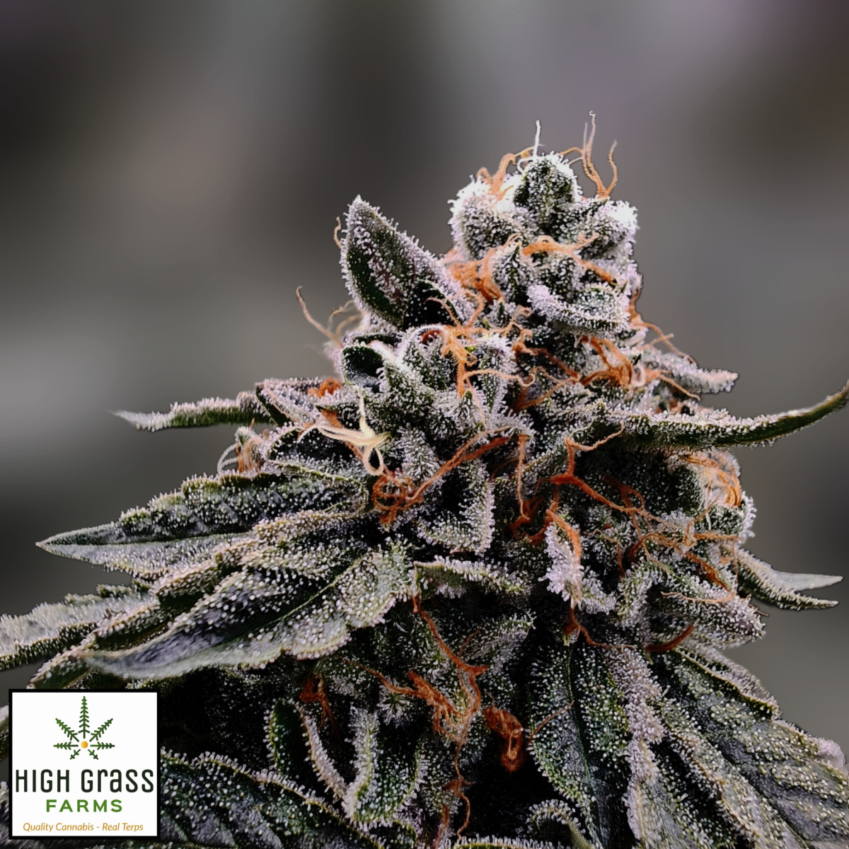 Photograph of product: High Grass Farms | TK Headband (H) Pre Rolls | 3 Pack (1.5g)