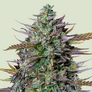 Photograph of product: RQS | GOAT'lato Autoflower Seeds | 3pk