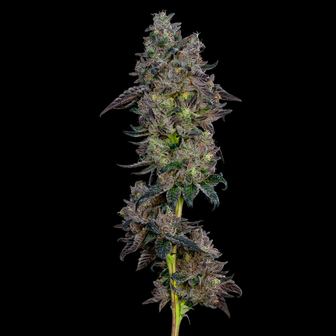 Photograph of product: Sunset Sherbert
