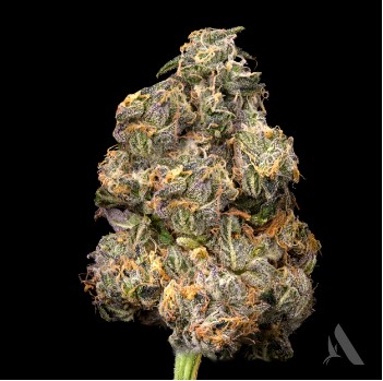Photograph of product: Medellin Flower T27.08% I 00626 (AU) - 3.5g