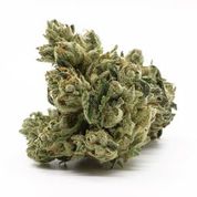Photograph of product: GMO x Root Beer - Solurge - 3.5g