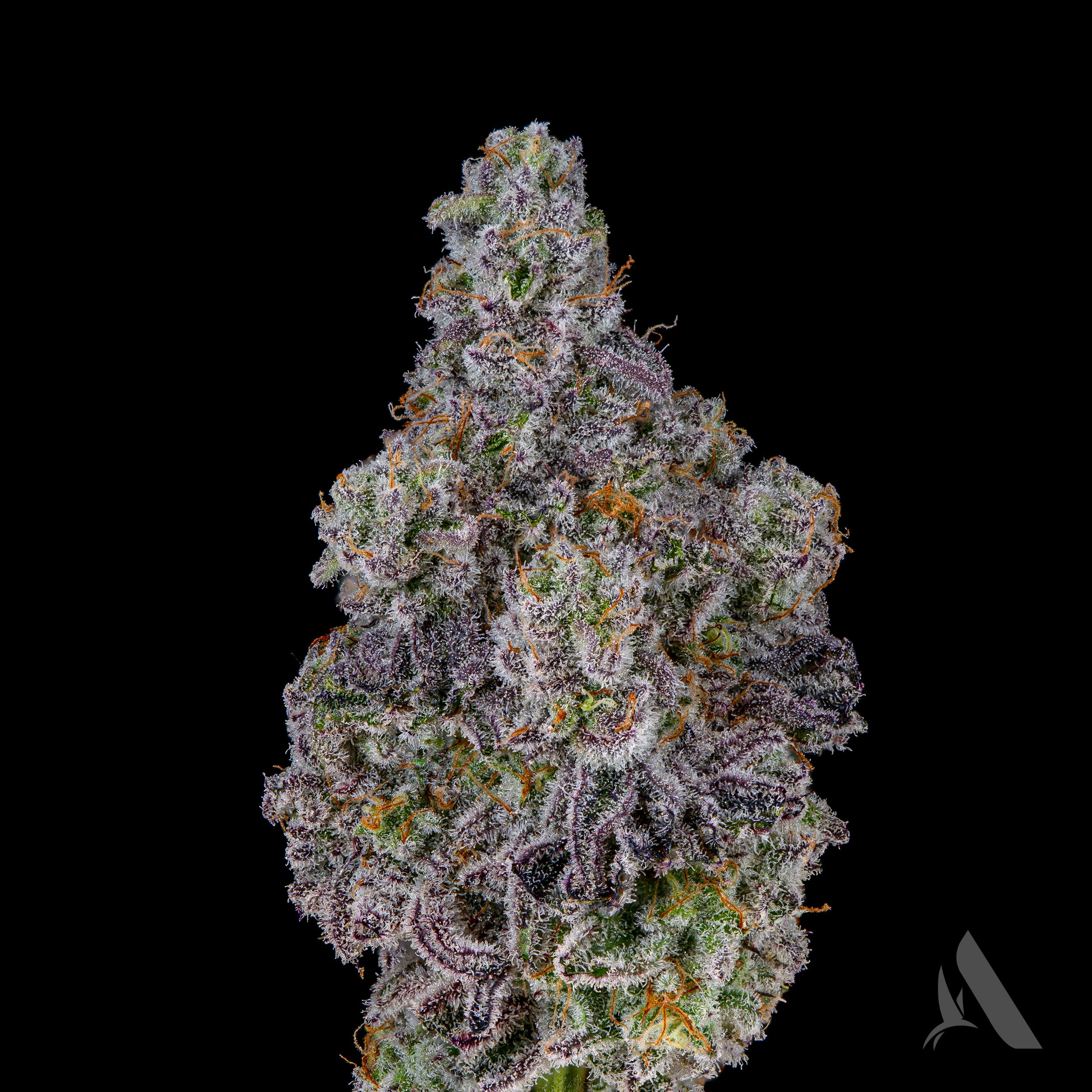 Photograph of product: Affinity Flower 3.5g Mac 1 (H)