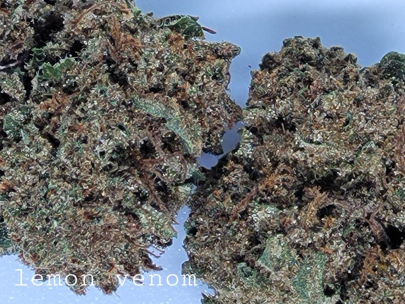 Photograph of product: Lemon Venom 23% by Sapphire