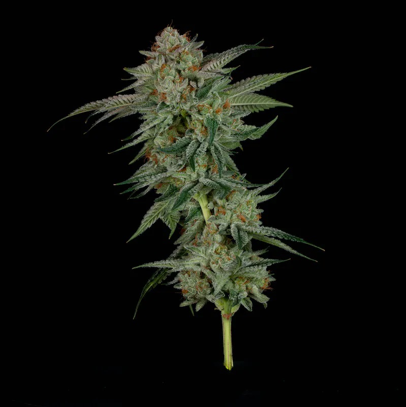 Photograph of product: Swamp Ass Buds | 3.5g | Gold Cap