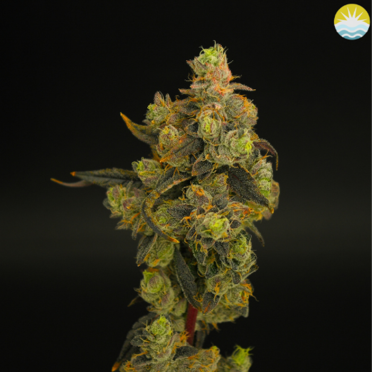 Photograph of product: Baked Beans | Sudz | 3.5g