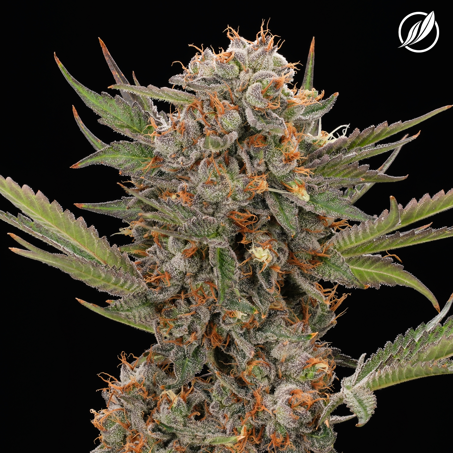 Photograph of product: Dos Mendos Flower H 26078 - 3.5g
