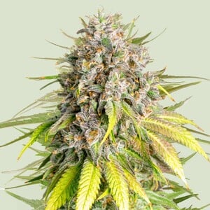 Photograph of product: RQS | Punch Pie Feminized Seeds | 3pk