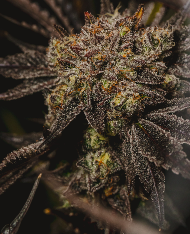 Photograph of product: Tokyo Fuzz | 3.5g | Flower