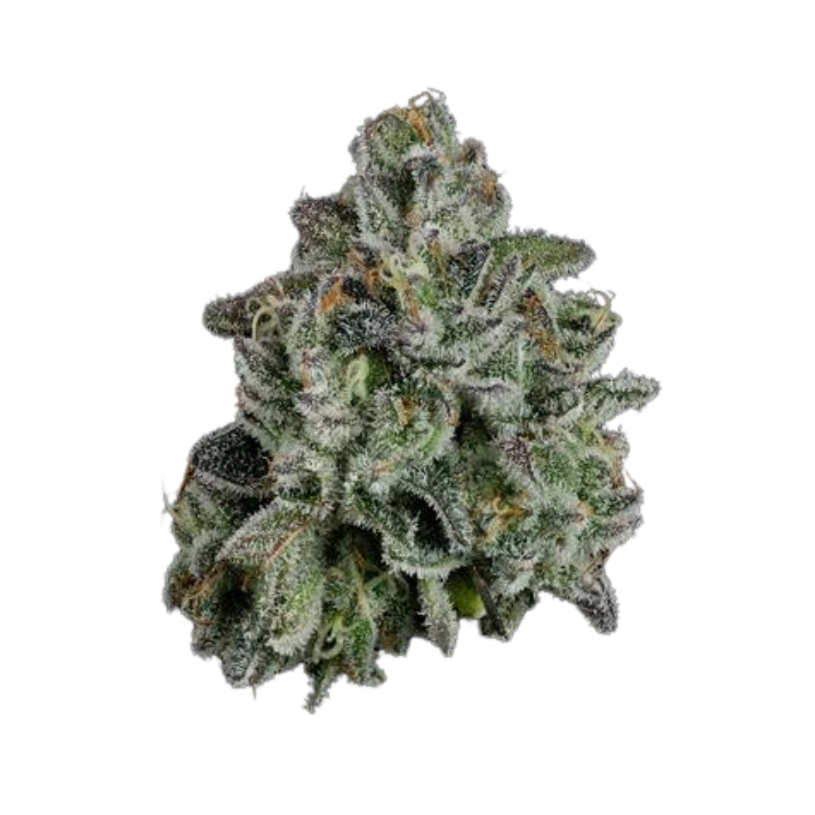Photograph of product: Whoopie Pie | U4EA Farms - 28g