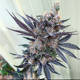 Photograph of product: Lil' Jibbas - Tongue Splasher #7 - /pre-roll (10 pack)
