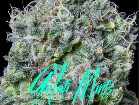 Photograph of product: Gelatti Mints - 14g