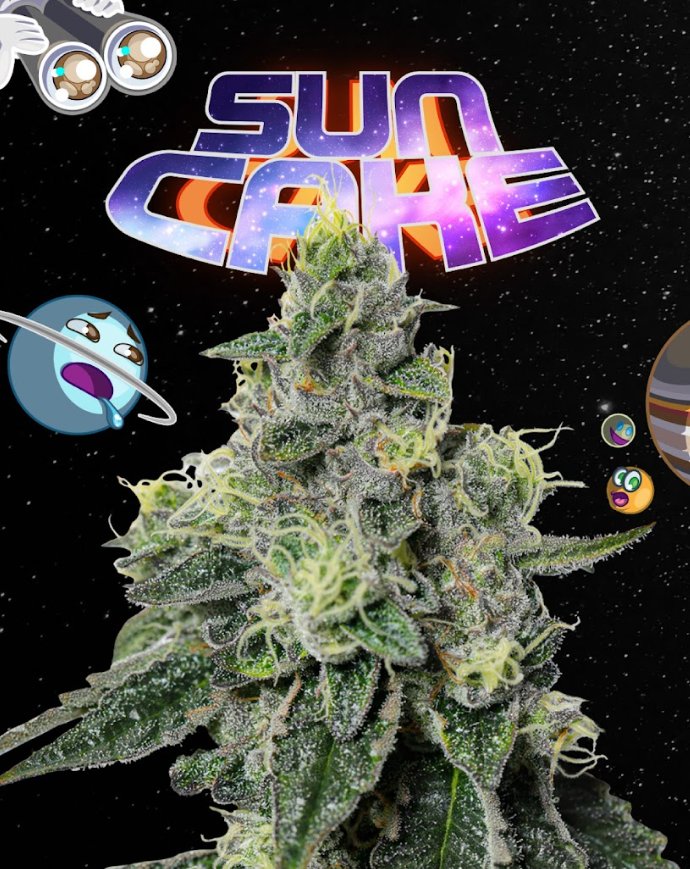 Photograph of product: Sun Cake - Prepackaged Miron Jar - 14g