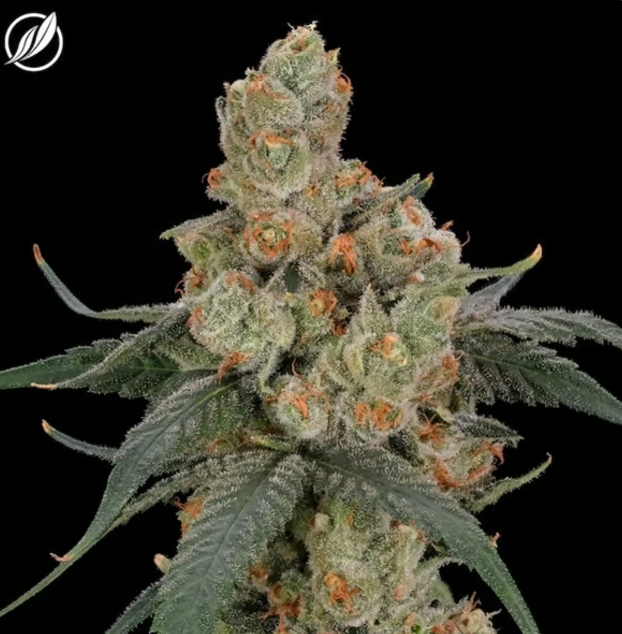 Photograph of product: Tropical Haze Flower H 25216 - 3.5g