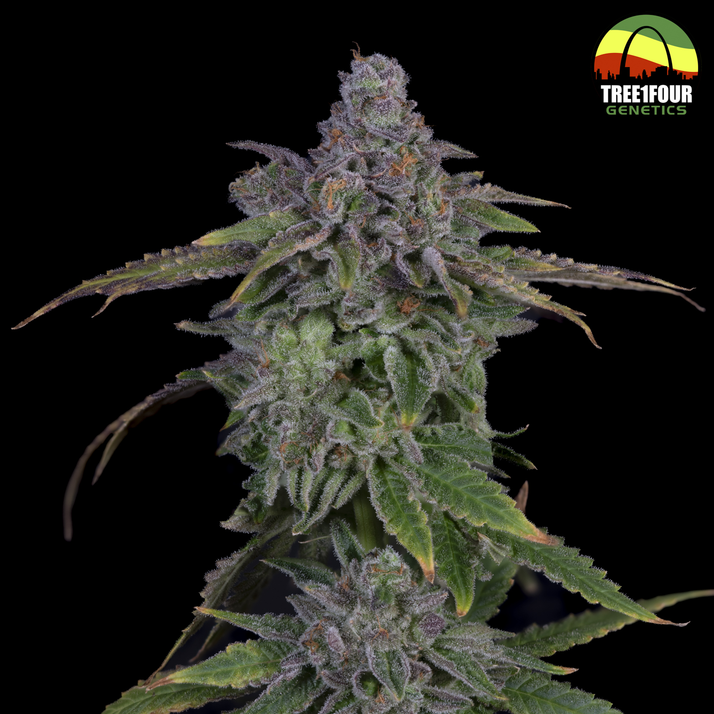Photograph of product: RKO | 7g Popcorn