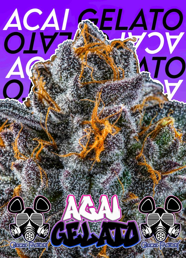 Photograph of product: Acai Gelato - 28g