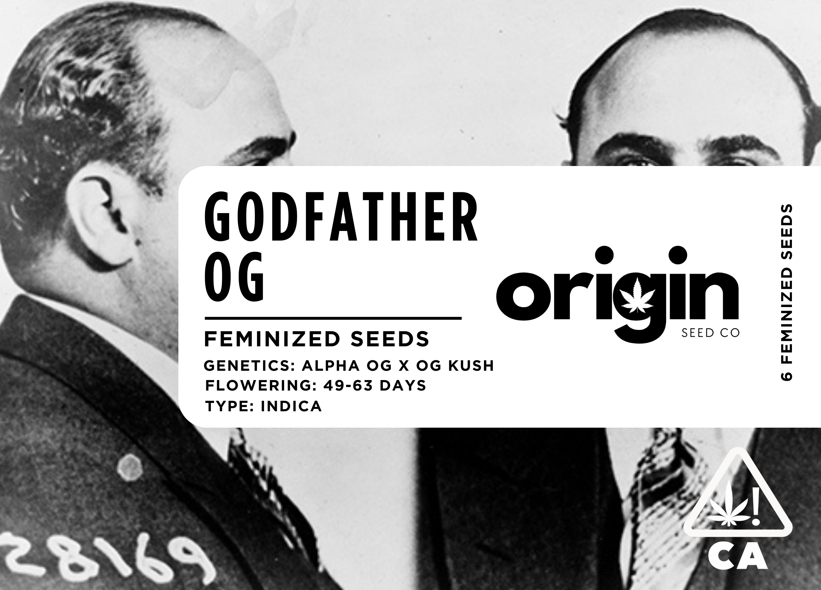 Photograph of product: Feminized 6pk - Godfather OG