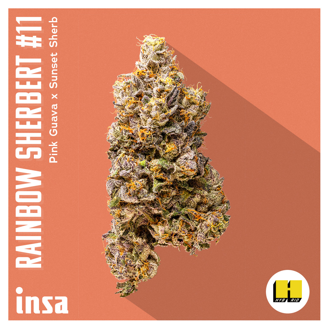 Photograph of product: Flower - Rainbow Sherbert 11 - 3.5g