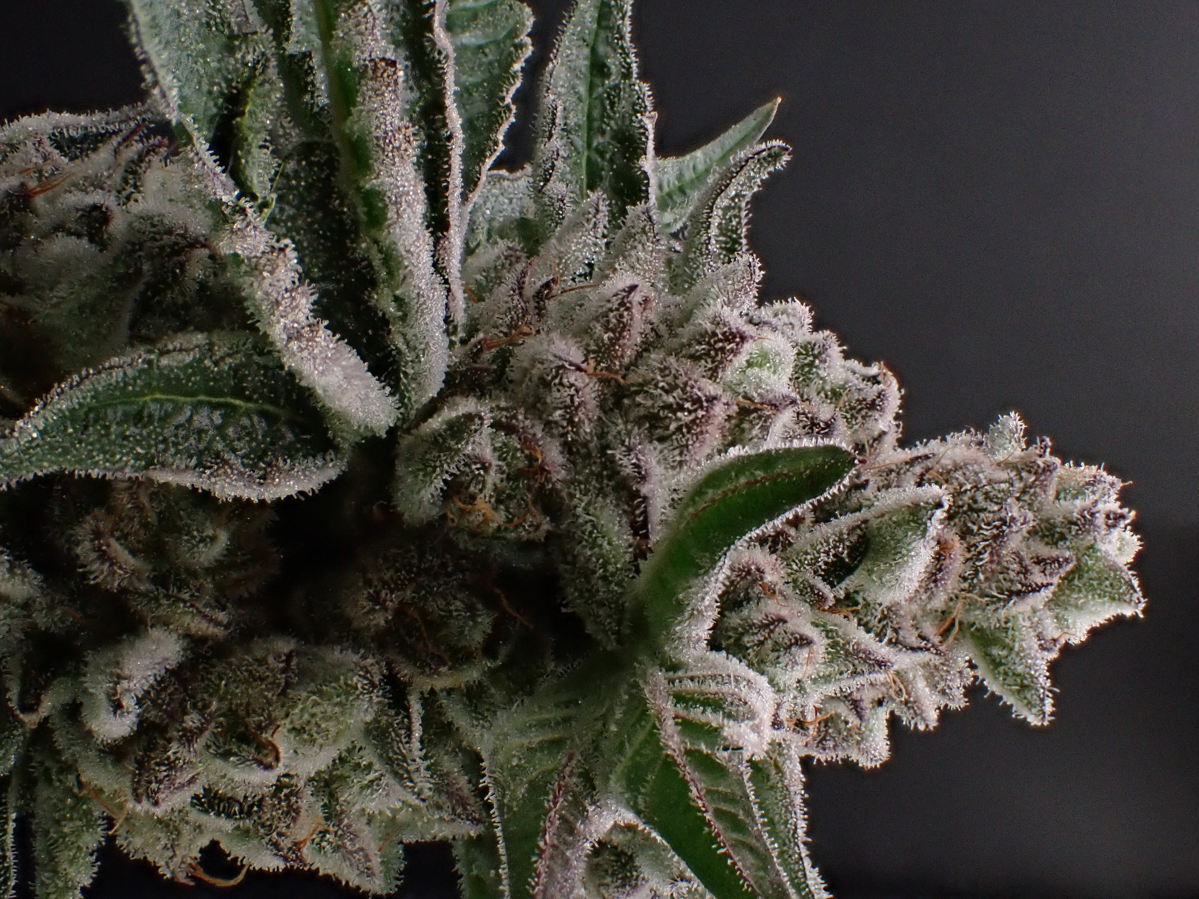 Photograph of product: Apricot Chem (H) - Hermit's Delight - Budlets Pre-Packaged T1 - 28g