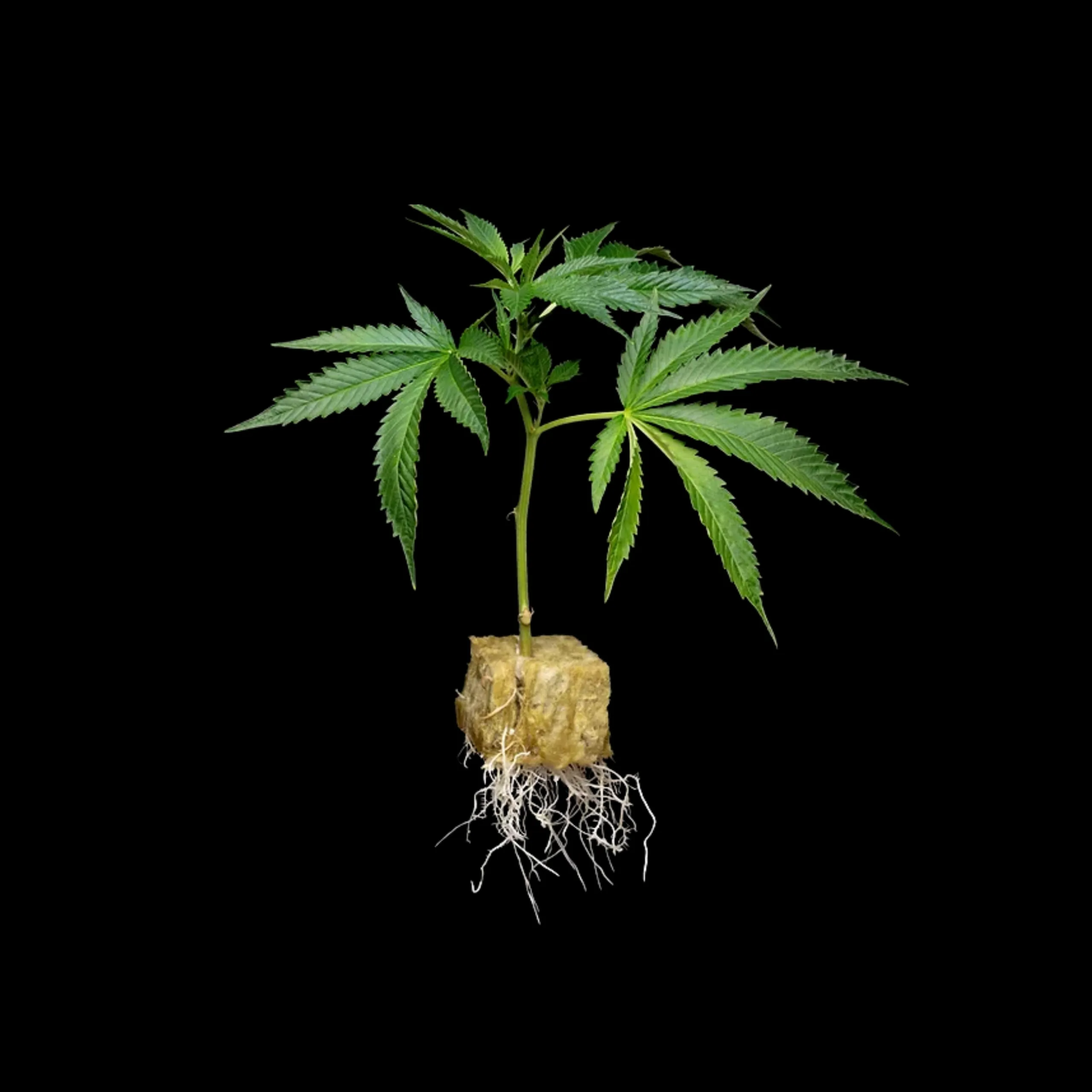 Photograph of product: Clones - Unicorn Runtz