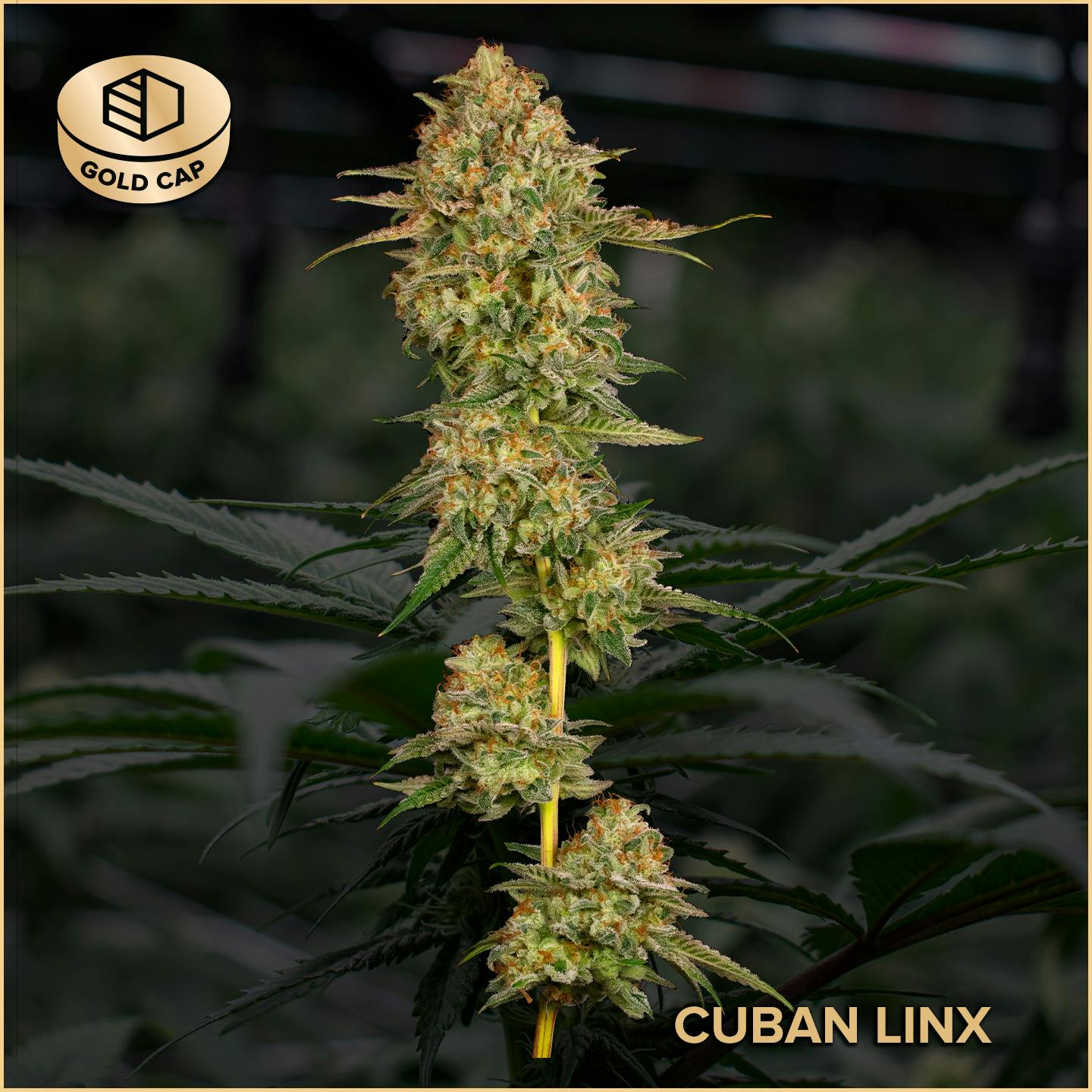 Photograph of product: Cuban Linx