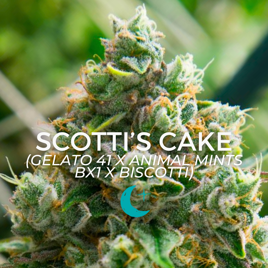 Photograph of product: Scotti's Cake - 2g