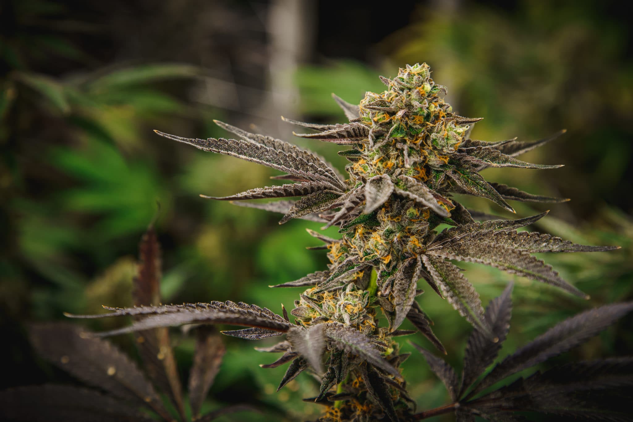 Photograph of product: Da Funk | Smash Hits | - 28g