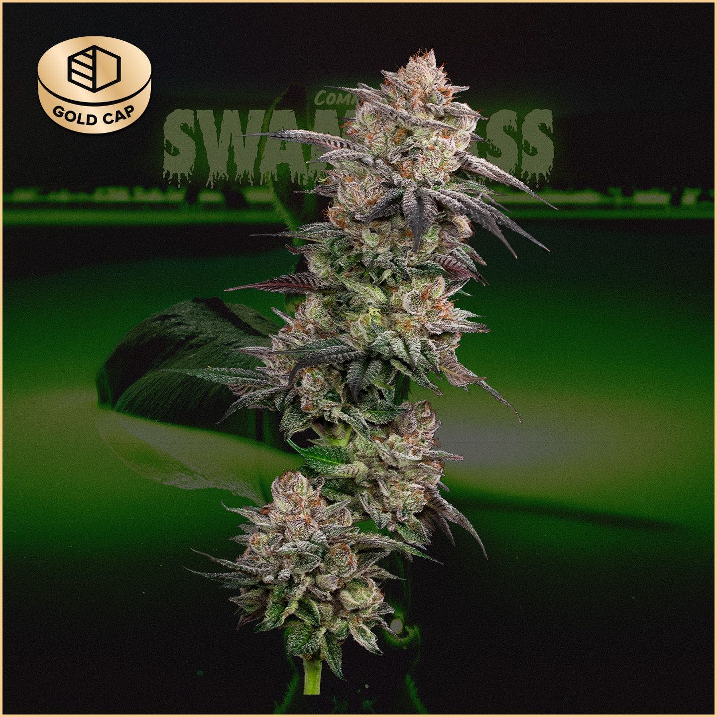 Photograph of product: Swamp Ass (TAX INCLUDED) - 3.5g