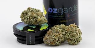 Photograph of product: OZ Gardenz Truffle Gel Flower Oui'd Hybrid - 1g