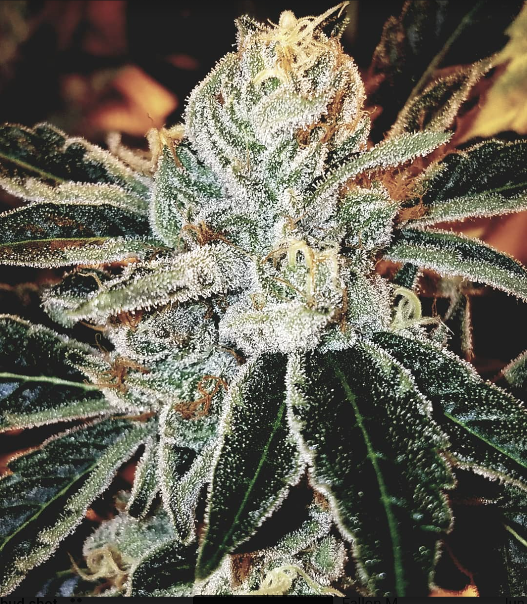 Photograph of product: Holy Grail Kush #3 1/8 Prepack - 28g