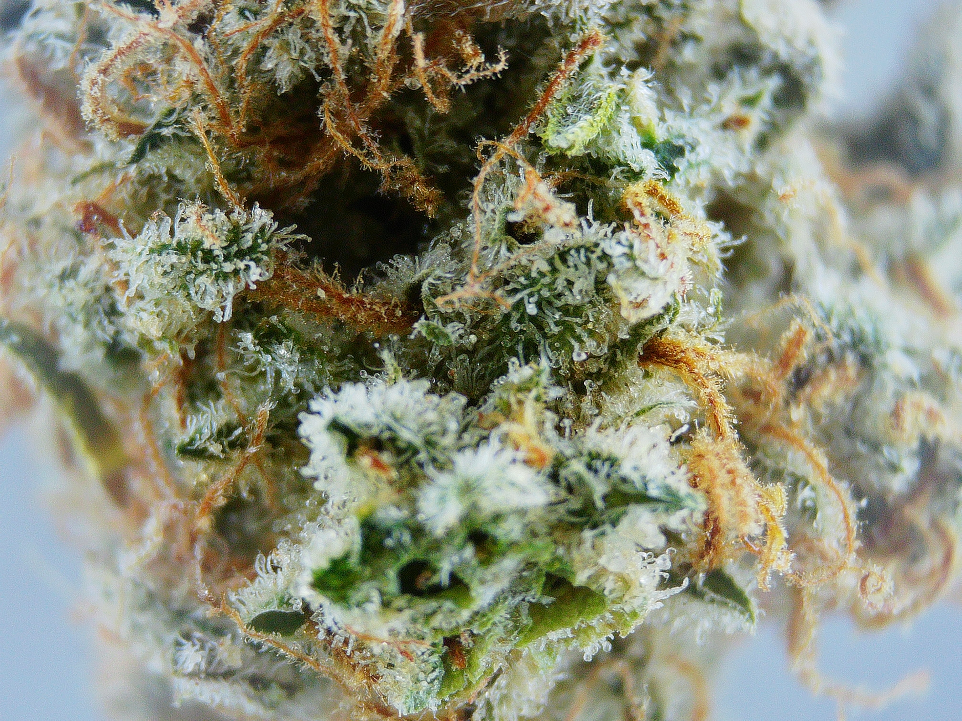 Photograph of product: WL Pineapple Express BULK Flower - 1g