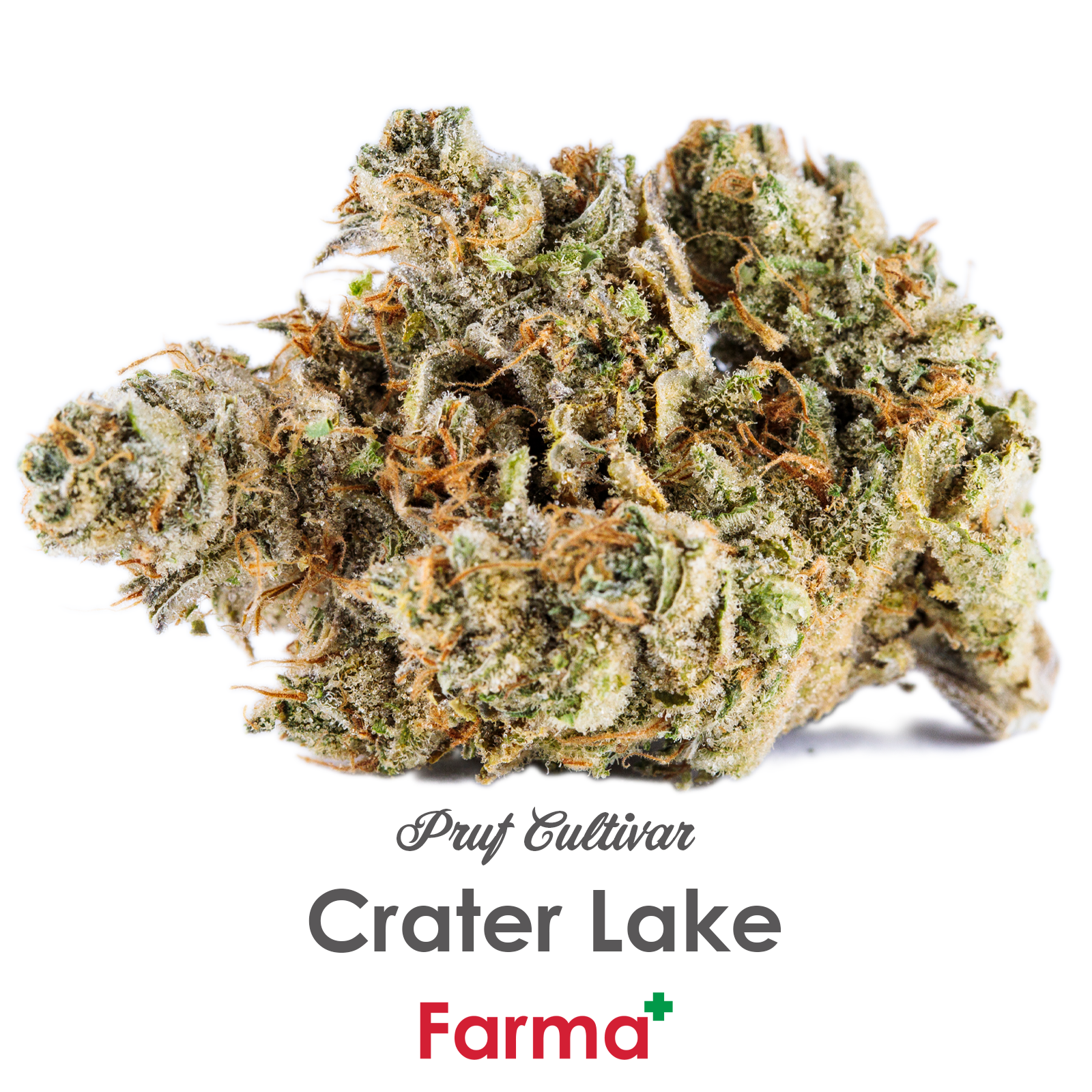 Photograph of product: Pruf Cultivar Crater Lake | R3 - 28g