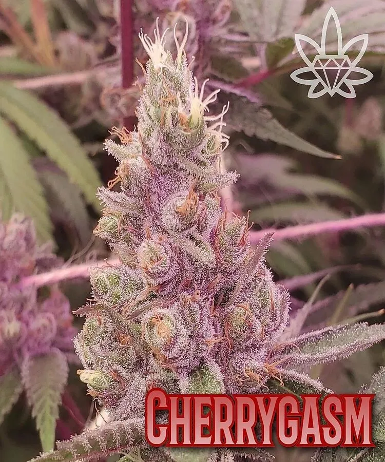 Photograph of product: Cherrygasm - 7g