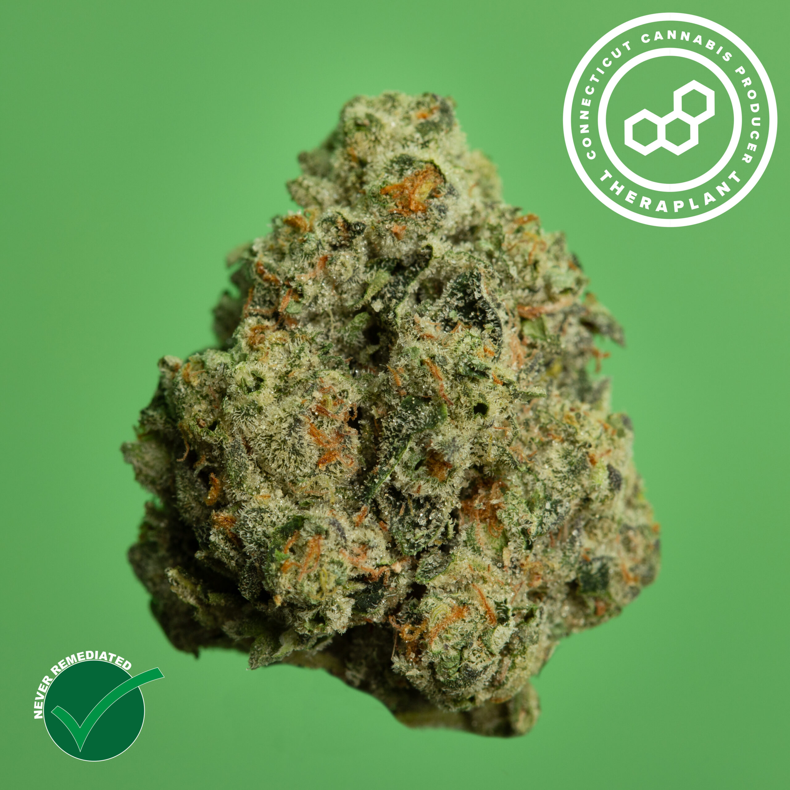 Photograph of product: Theraplant Apple T Whole Flower 22.57% (H) 3.5g - 01038
