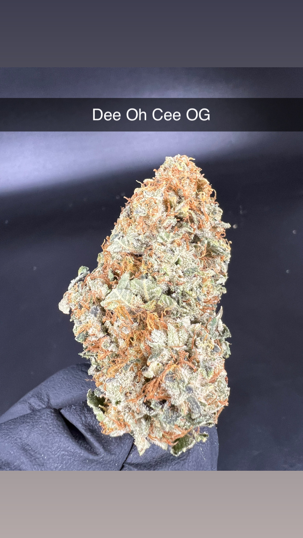 Photograph of product: Dee Oh Cee OG - Flower - Oui'd - 28g