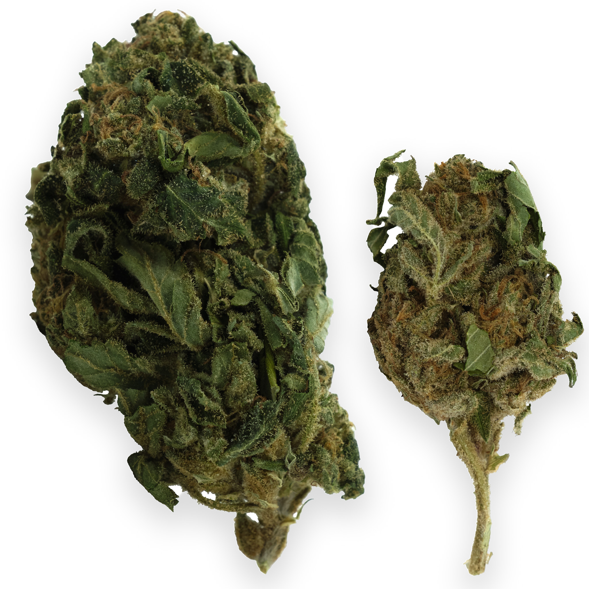 Photograph of product: Lemon Cherry Gelato Outdoor - 28g
