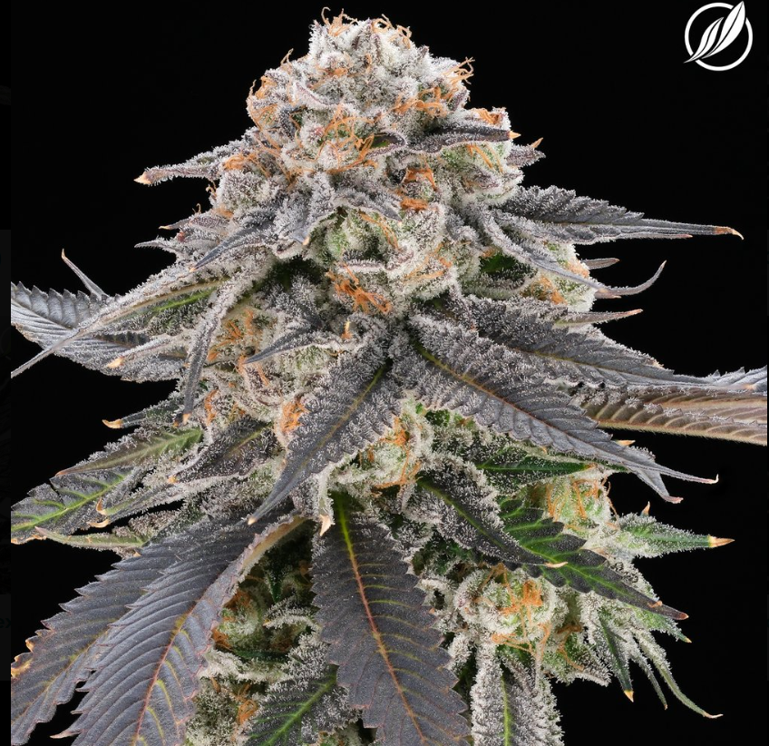 Photograph of product: Modified Haze Flower 3.5g (C0020026138)