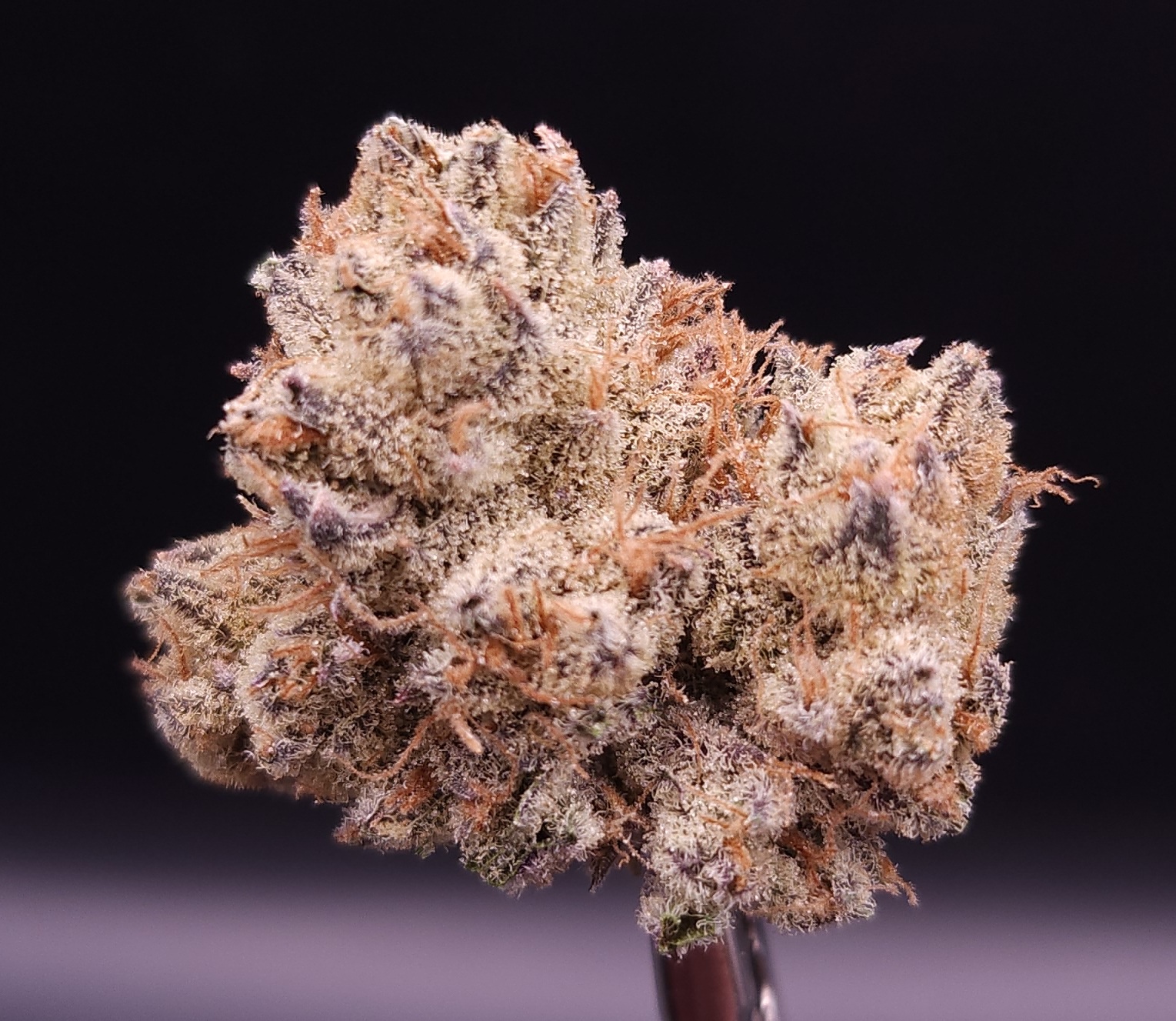 Photograph of product: Grape Crepes (Eastwood) - 14g