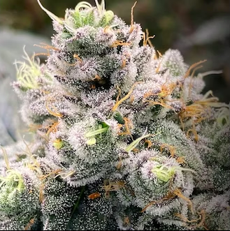 Photograph of product: Slap N Tickle | The Heirloom Collective - 3.5g