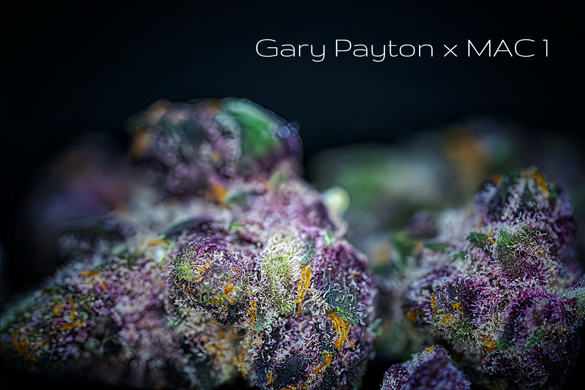 Photograph of product: Gary Payton x MAC 1 Popcorn - 28g
