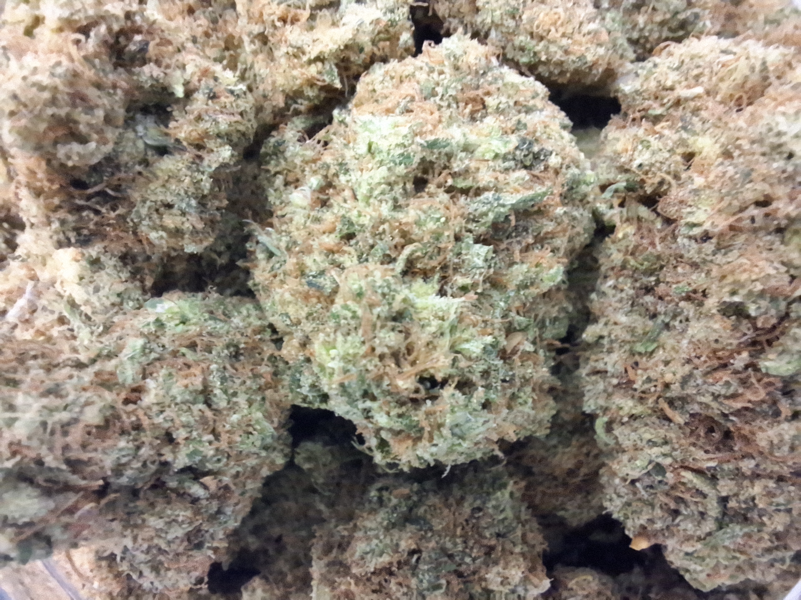 Photograph of Product: Pakistani Chitral Kush | Vermont Kind - 2g