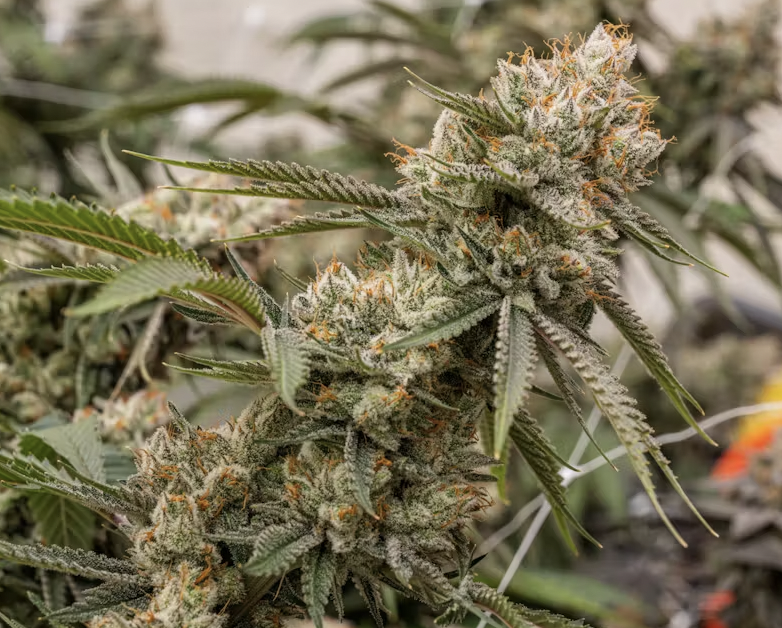 Photograph of product: Red Hot Cookies - Aloha Green Premium Sungrown - 28g
