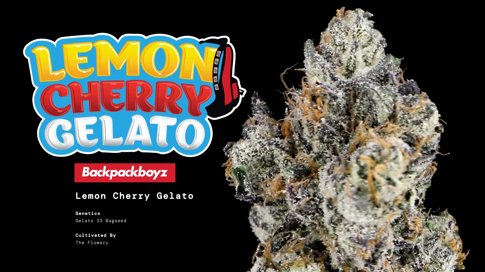 Photograph of product: BackPackBoyz - Lemon Cherry Gelato - Flower - 3.5g