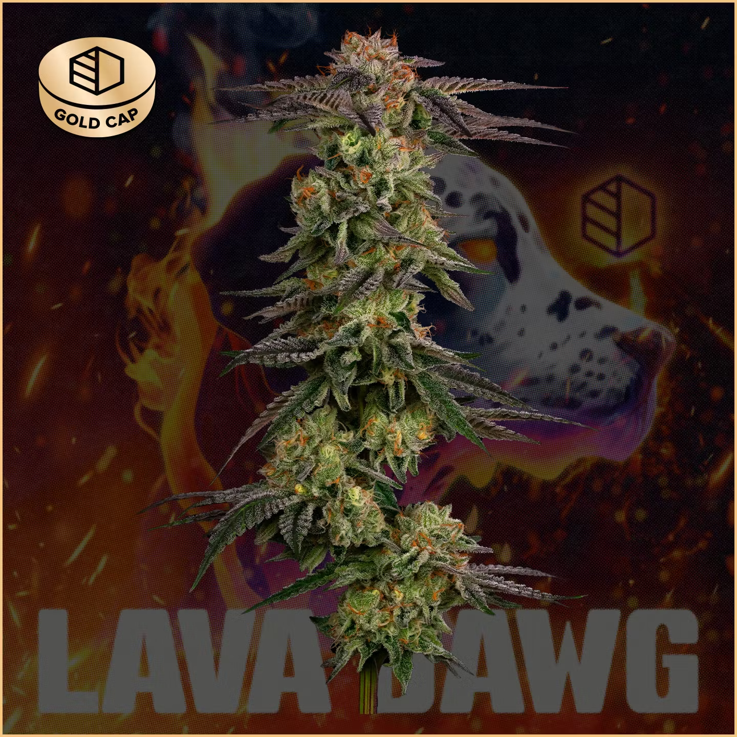 Photograph of product: Lava Dawg | 3.5g | 30.79% TAC
