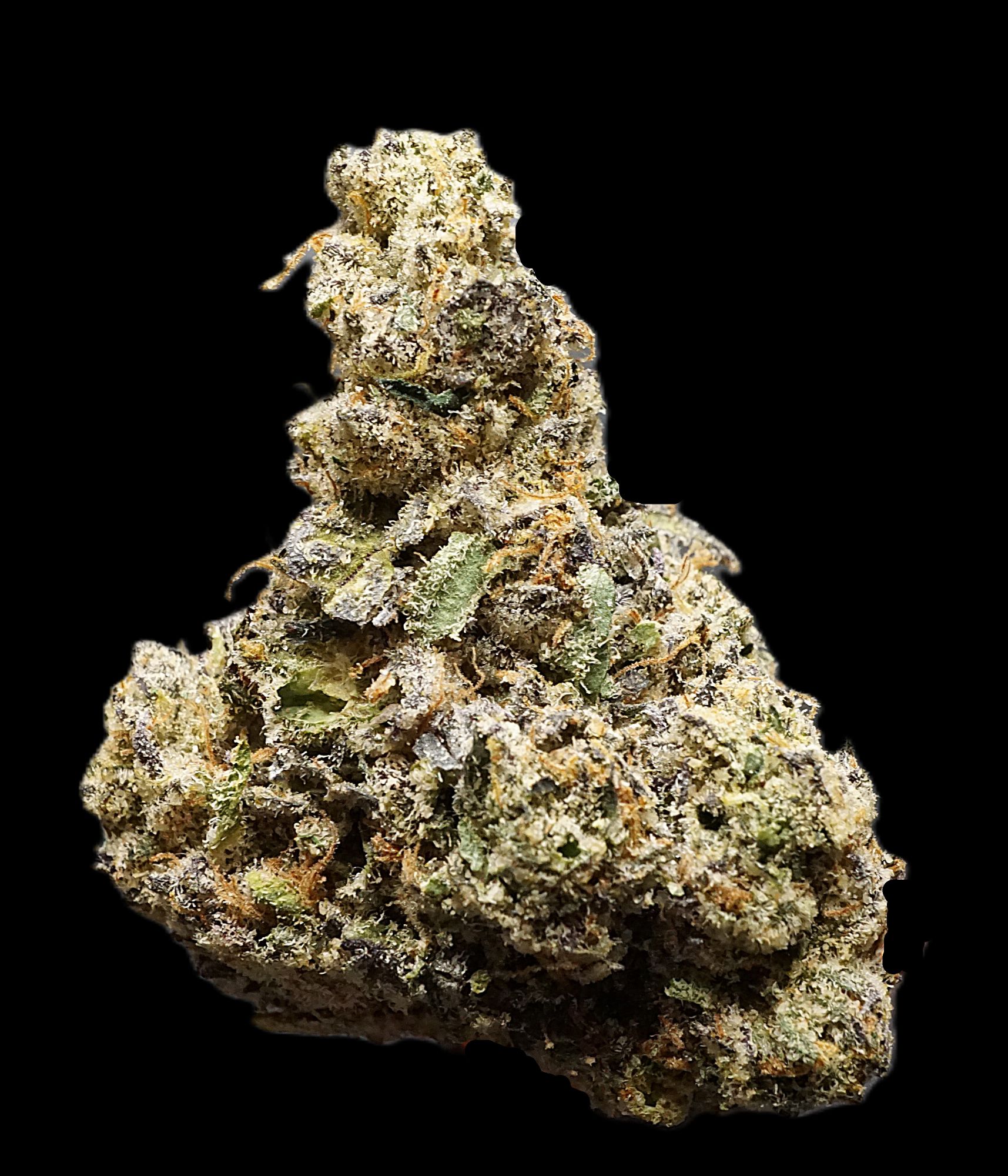 Photograph of product: Sherb Cream Pie Buds