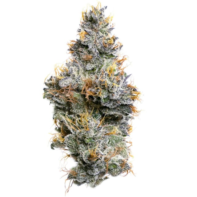 Photograph of product: Sherbanger F2 | 3.5g Flower