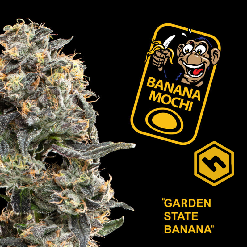 Photograph of product: Garden State Banana | Banana Mochi | 3.5g