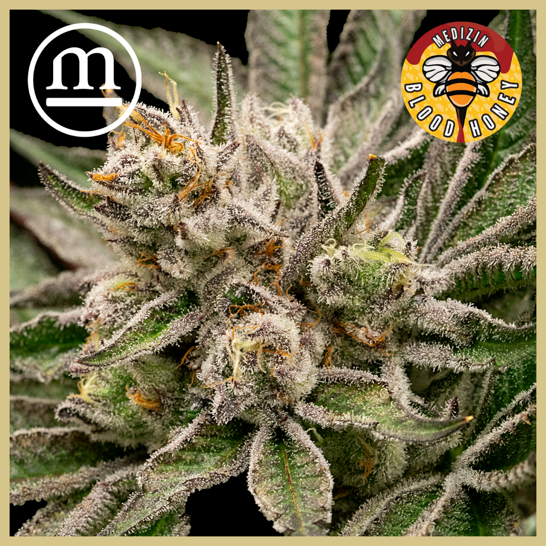 Photograph of product: Blood Honey 3.5g Prepack