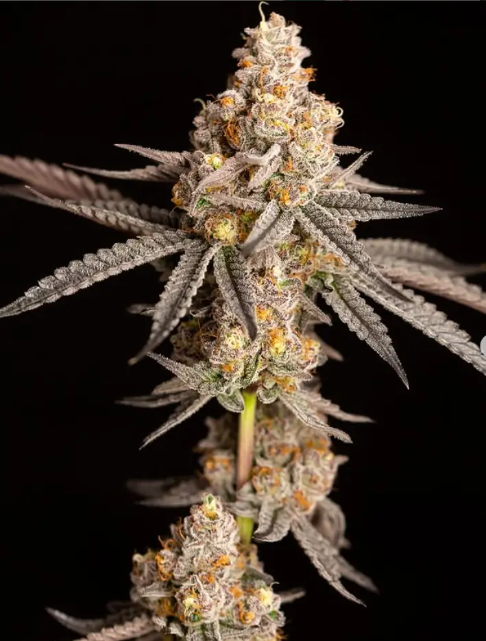 Photograph of product: Alien MaRker | Premium Buds - 14g