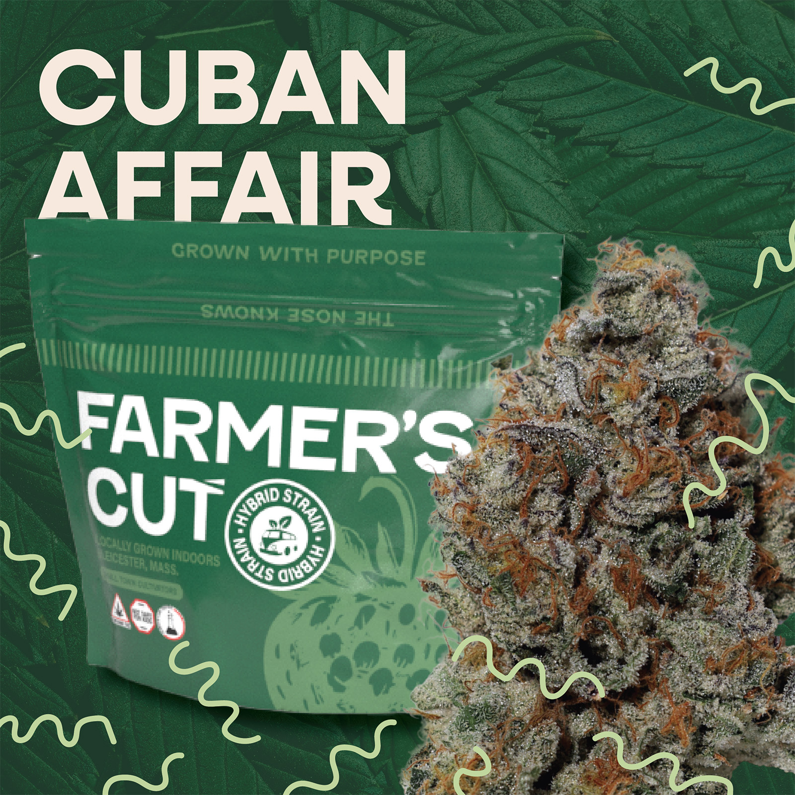 Photograph of product: Cuban Affair | Flower | 3.5g