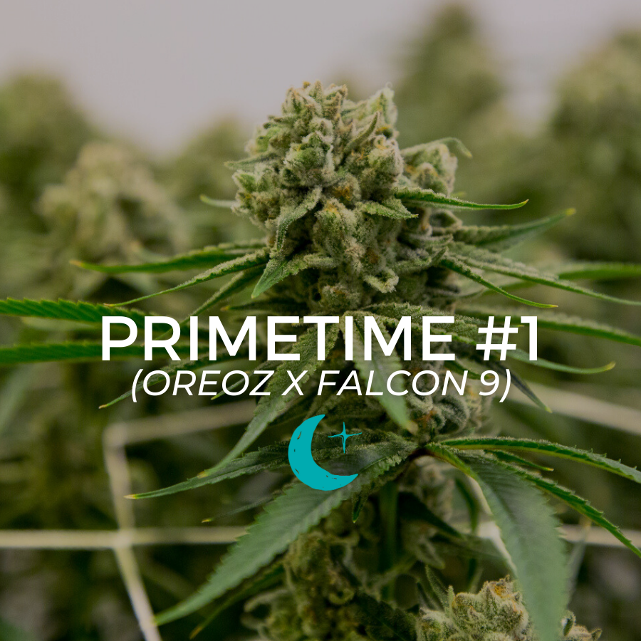 Photograph of product: Primetime - 14g